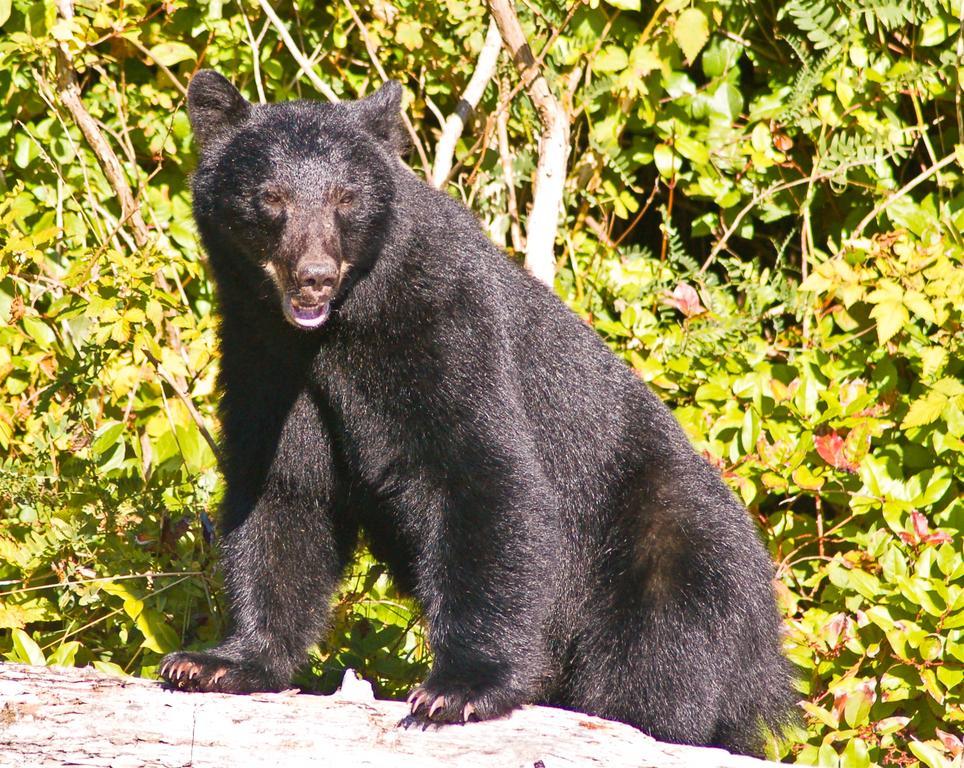 Wild Pacific Guest Suites Ucluelet Εξωτερικό φωτογραφία