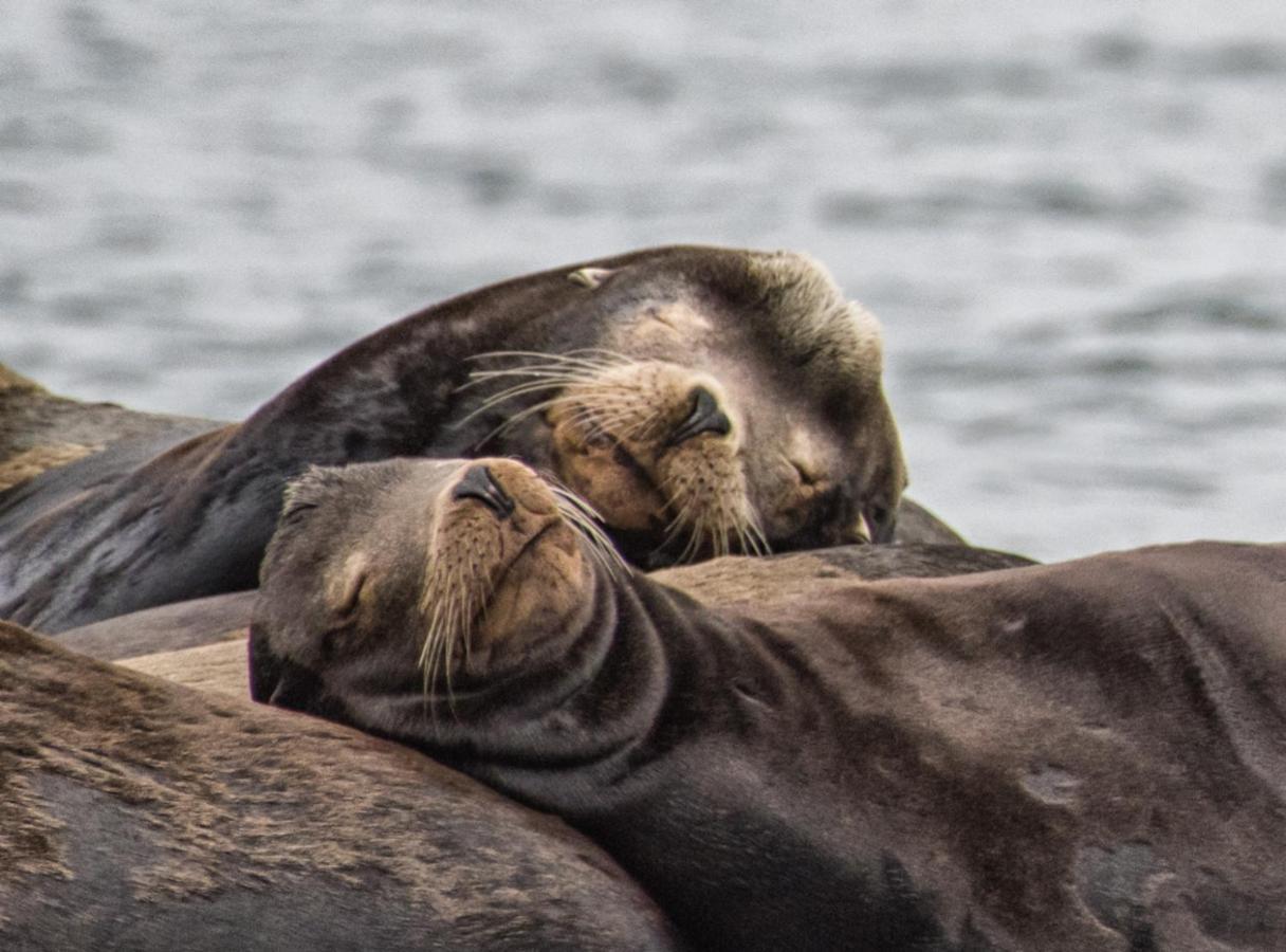 Wild Pacific Guest Suites Ucluelet Εξωτερικό φωτογραφία