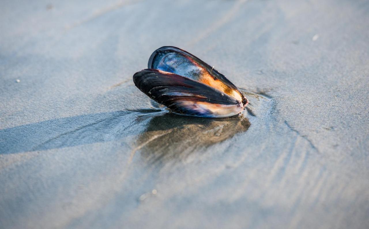 Wild Pacific Guest Suites Ucluelet Εξωτερικό φωτογραφία
